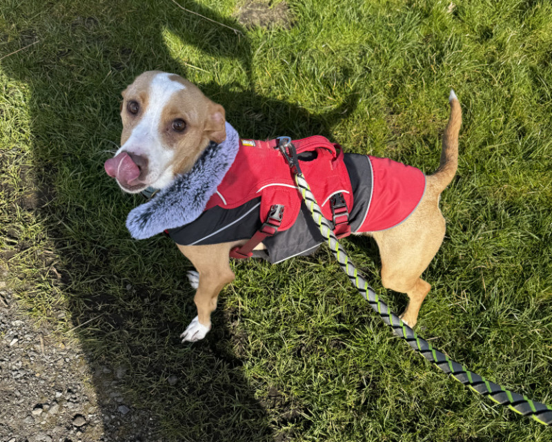 A small podenco in his coat, enjoying his walk in the morning sun